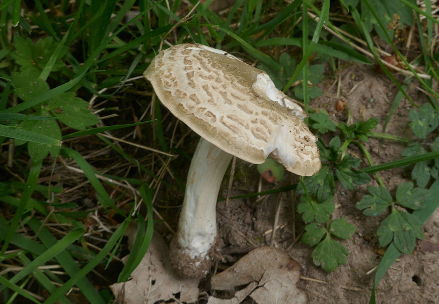 Photo © Jackie Ewan Entoloma clypeatum by Jackie Ewan